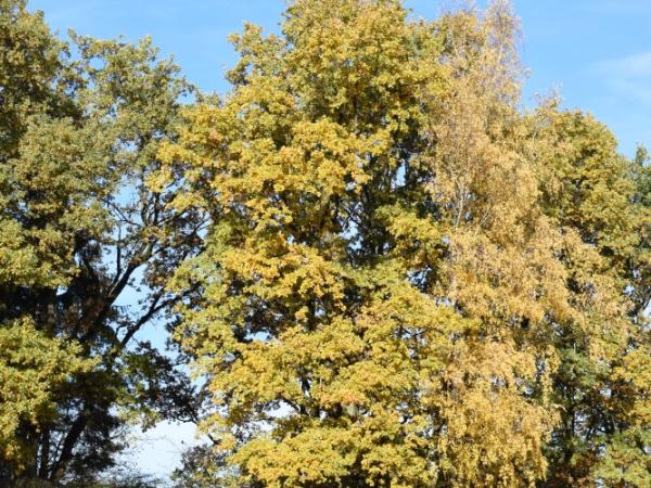 herbstlandschaft.jpg